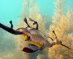 Snorkeling Sea Dragons And Hot Springs Mornington Peninsula