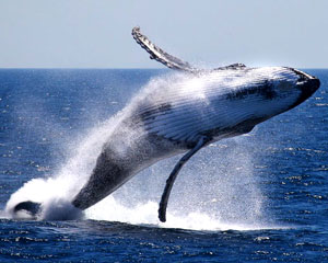 Whale Watching Cruise, 2 Hours - Perth - Adrenaline