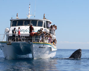 Whale Watching Cruise, 4 Hours - Phillip Island - Adrenaline