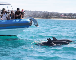 dolphin tours victor harbour