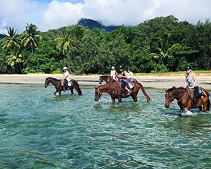 Beach Horse Riding Tour, Afternoon - Cape Tribulation - Adrenaline