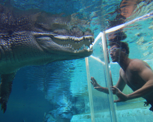 Swim With Crocodiles for 2 - Darwin - Adrenaline