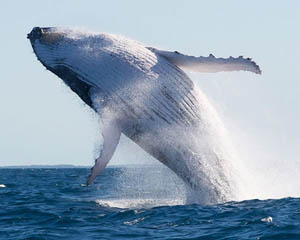 Whale Watching Cruise with Underwater Livestream, 2 Hours - Sunshine ...