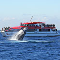 Whale Watching Cruise, 2.5 Hours - Circular Quay, Sydney