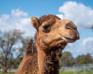 camel farm tours harrisville