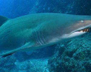 Scuba Dive With Grey Nurse Sharks, 1 Day - Bushrangers Bay - Adrenaline