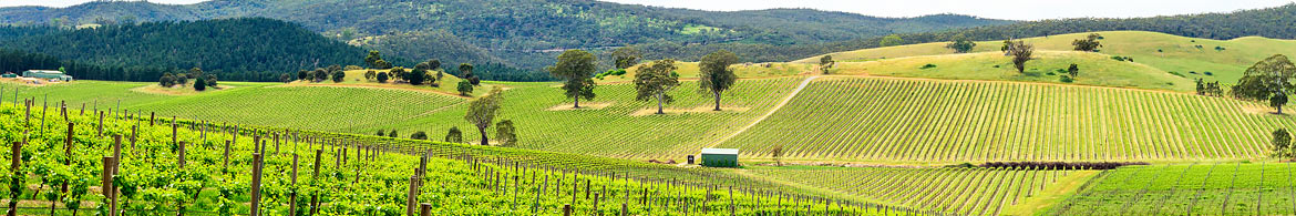 Things to do in Yarra Valley