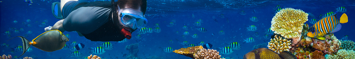 Great Barrier Reef Snorkelling