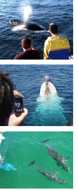 Whale Watching Sailing Cruise In Port Stephens | Adrenaline - Adrenaline